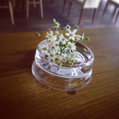 ニラの花。食べられます。