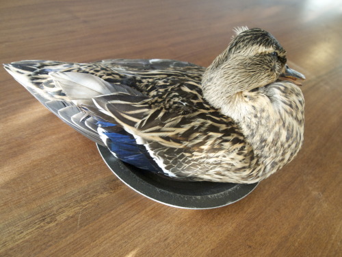 ジビエを毎年楽しみにしているお客様へフランスで鳥インフルエンザ型ウィルスが発見されたため、現在輸入ジビエの入荷を見合わせております。毎年クリスマスには出会う機会の少ないジビエをメインとしたコースを提案しており、今年はコルベール(青首鴨)をと意気込んだところで足止めです・・残念ではありますが、美味しくいただくためには安全・安心も大切です。今回のこの件はそっと心に閉まっておこうと今まで黙っていましたが、ご理解いただけるよう、お伝えしておきます。北海道産蝦夷鹿は入荷中ですので、ご安心を！そんなわけで、今年のクリスマスは王道！牛ヒレです。五感で愉しむ"Lapin Christmas Special Dinner" ご予約承り中です！